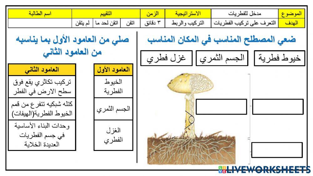 ورقة عمل تركيب الفطريات
