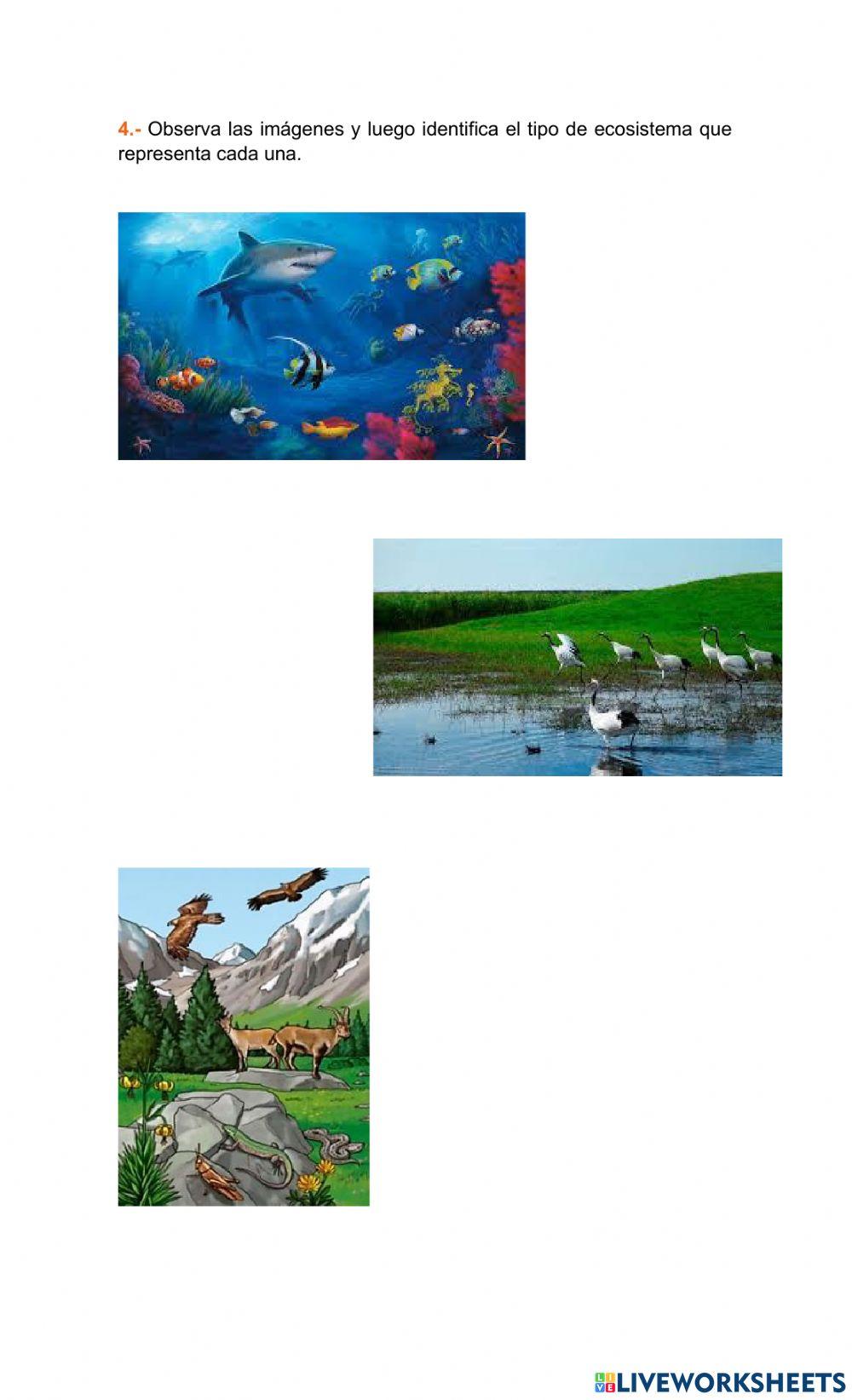 Estabilidad del ecosistema y acciones para su mantenimiento