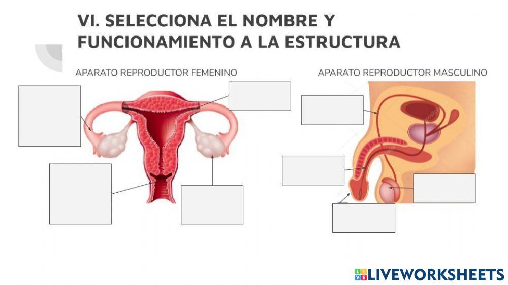 2B6. Órgano Sexual femenino-masculino