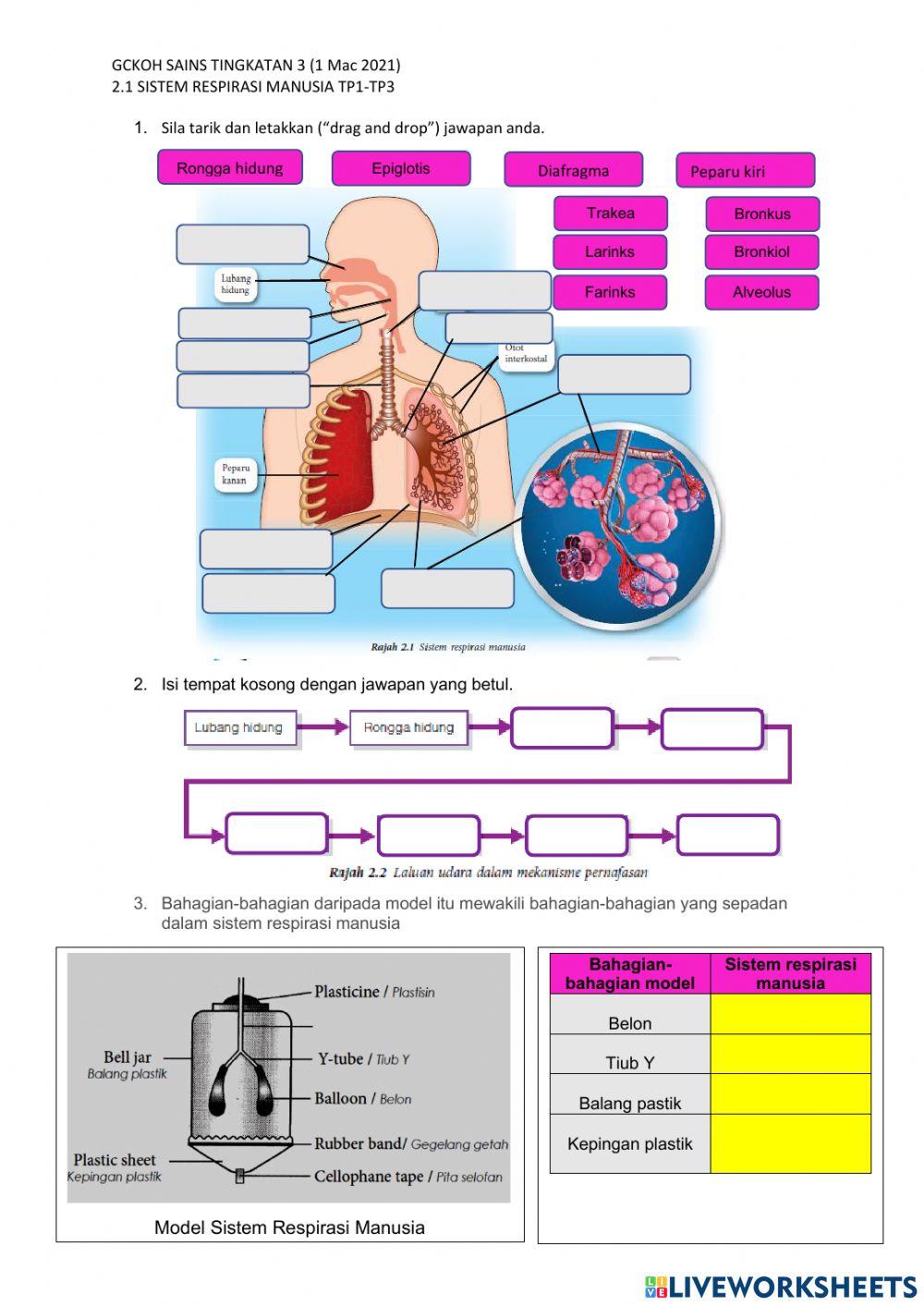 2.1 Sistem Respirasi Manusia