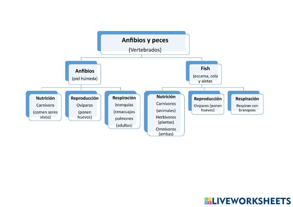 Esquema anfibios y peces