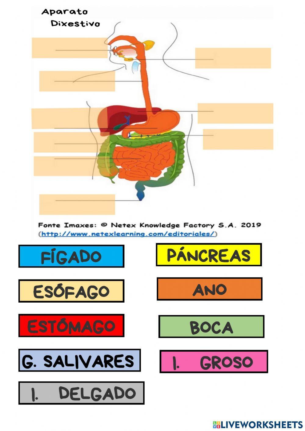 Aparatos corpo humano