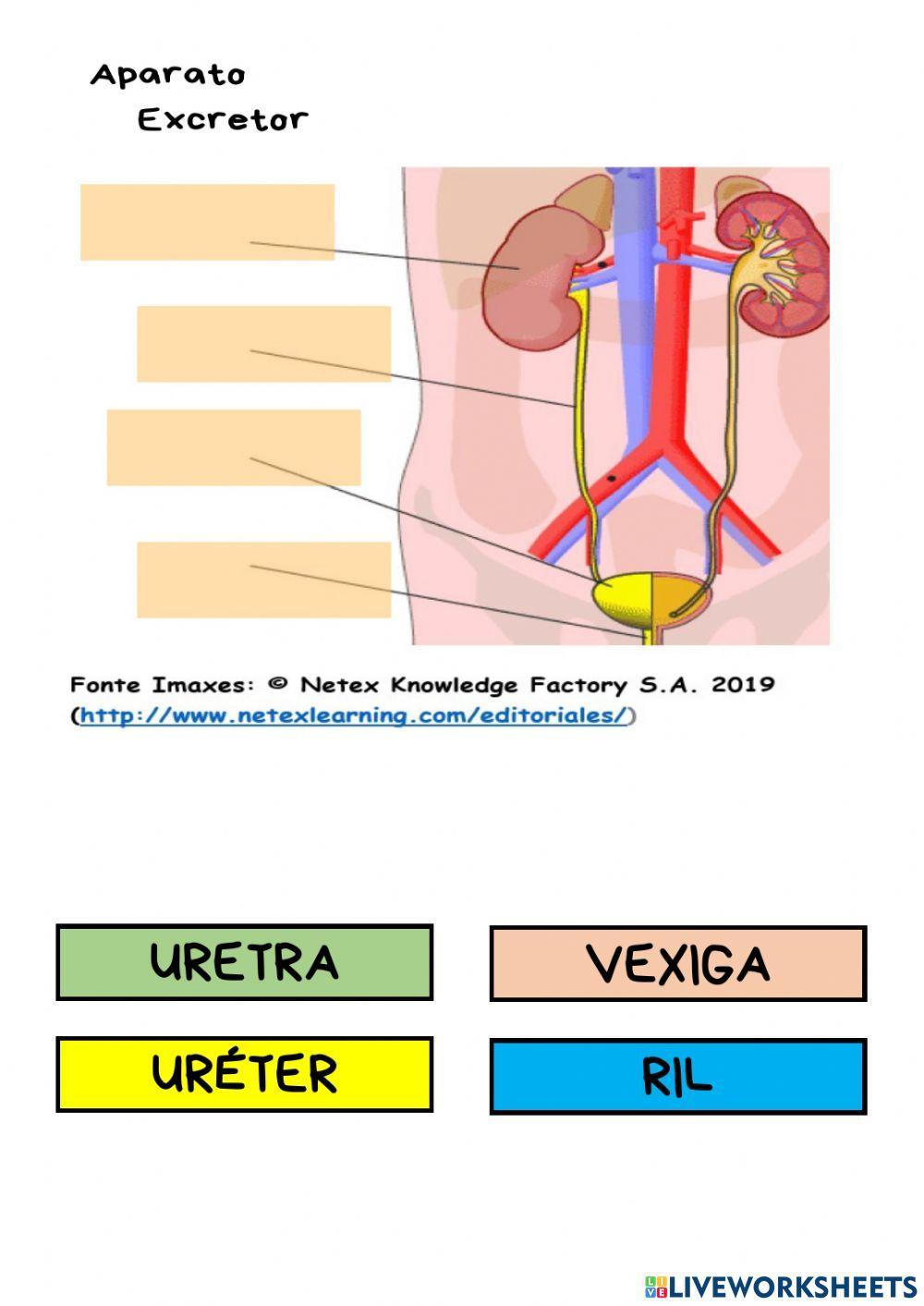 Aparatos corpo humano