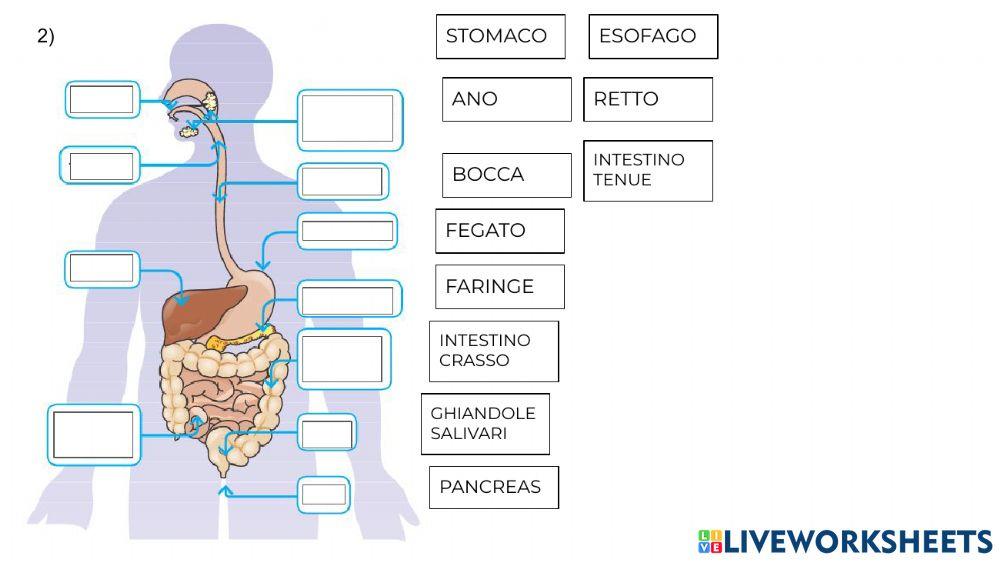 L'apparato digerente