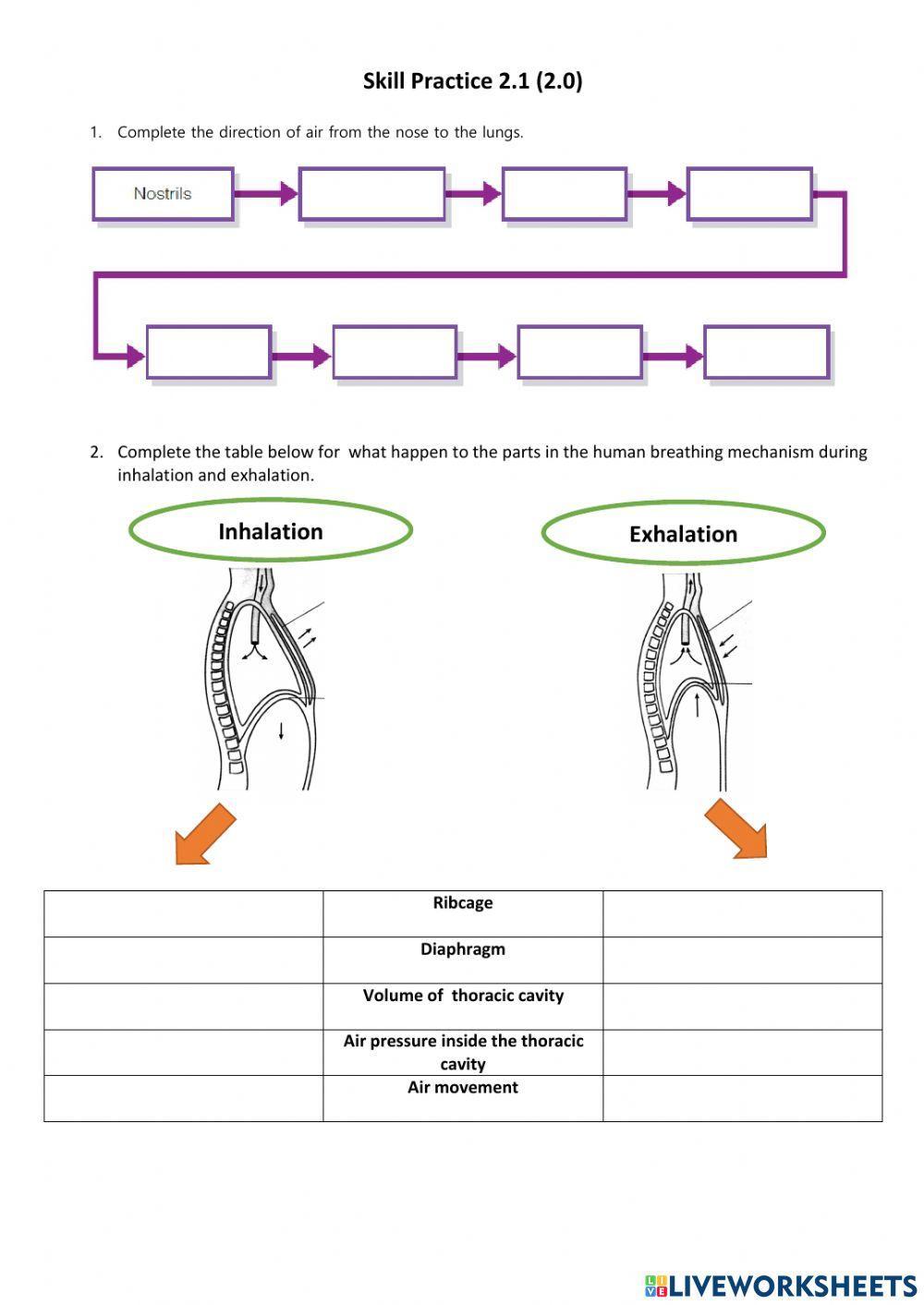 Human respiratory system
