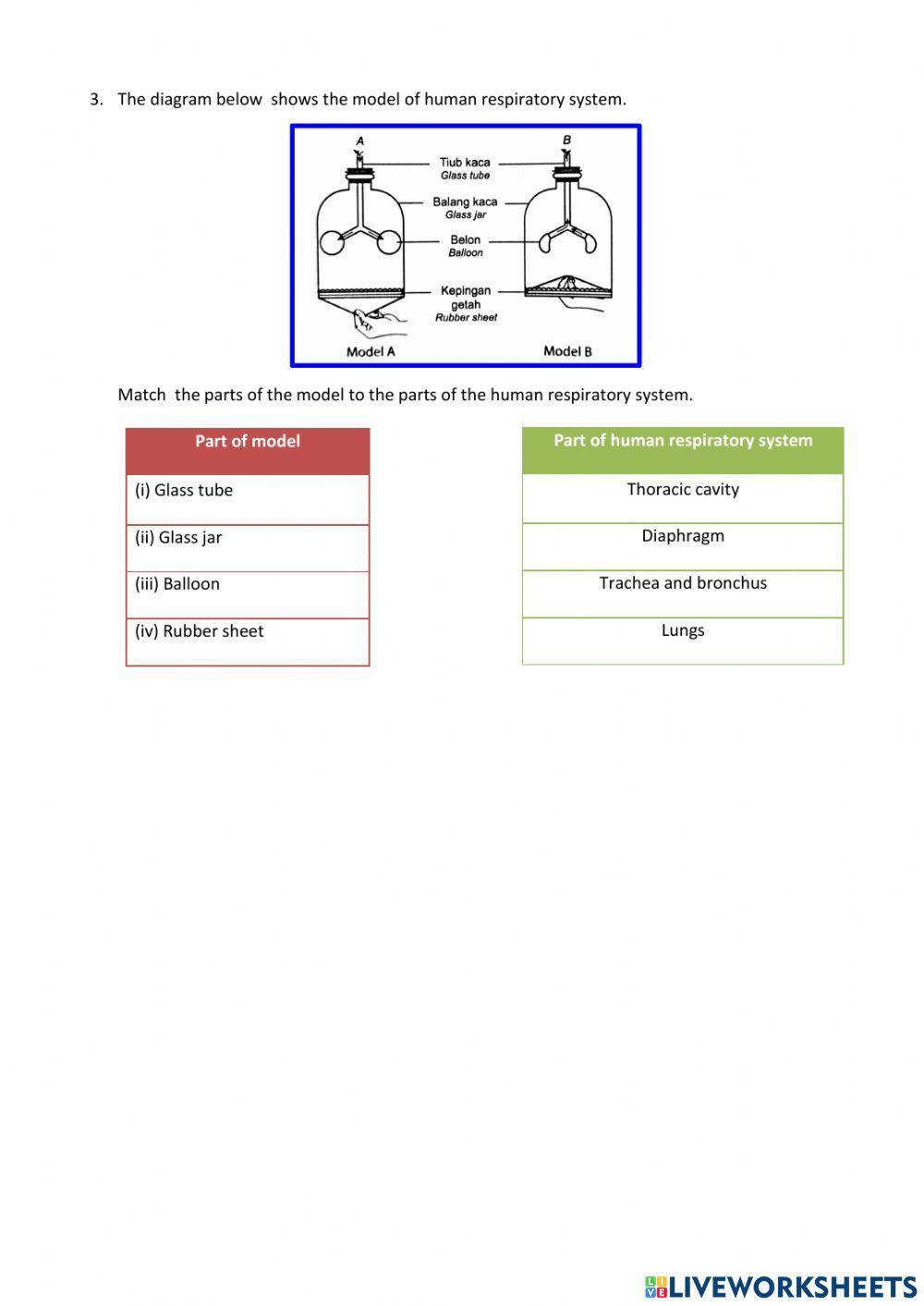 Human respiratory system