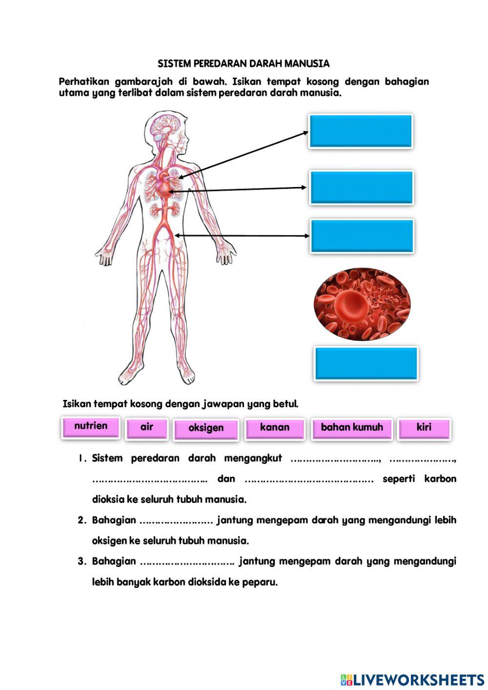 Sistem peredaran darah manusia online worksheet for TAHUN 5  Live