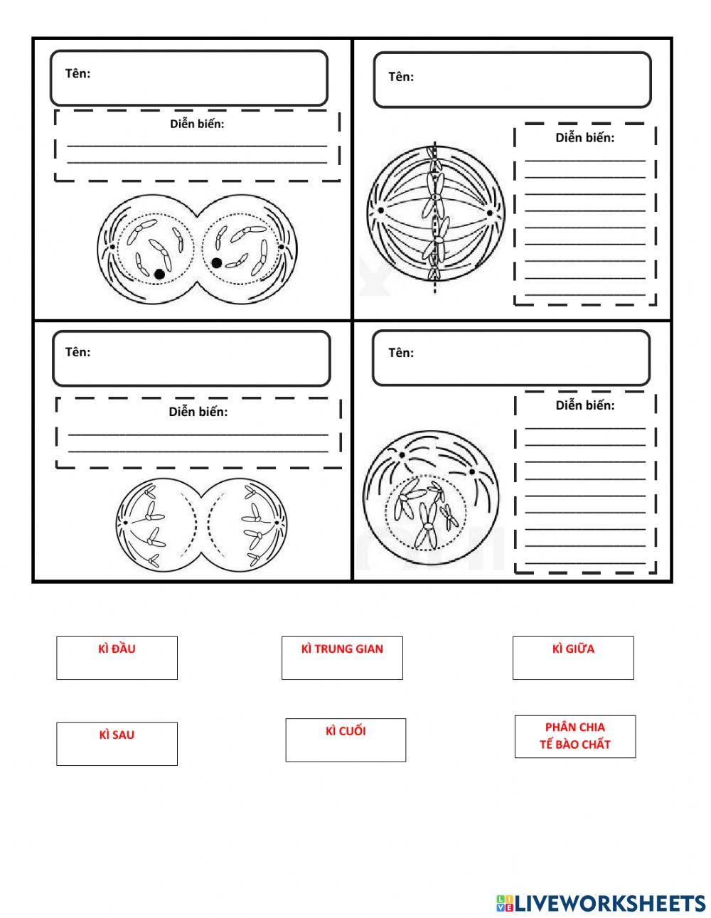 Chu kì tế bào và quá trình nguyên phân