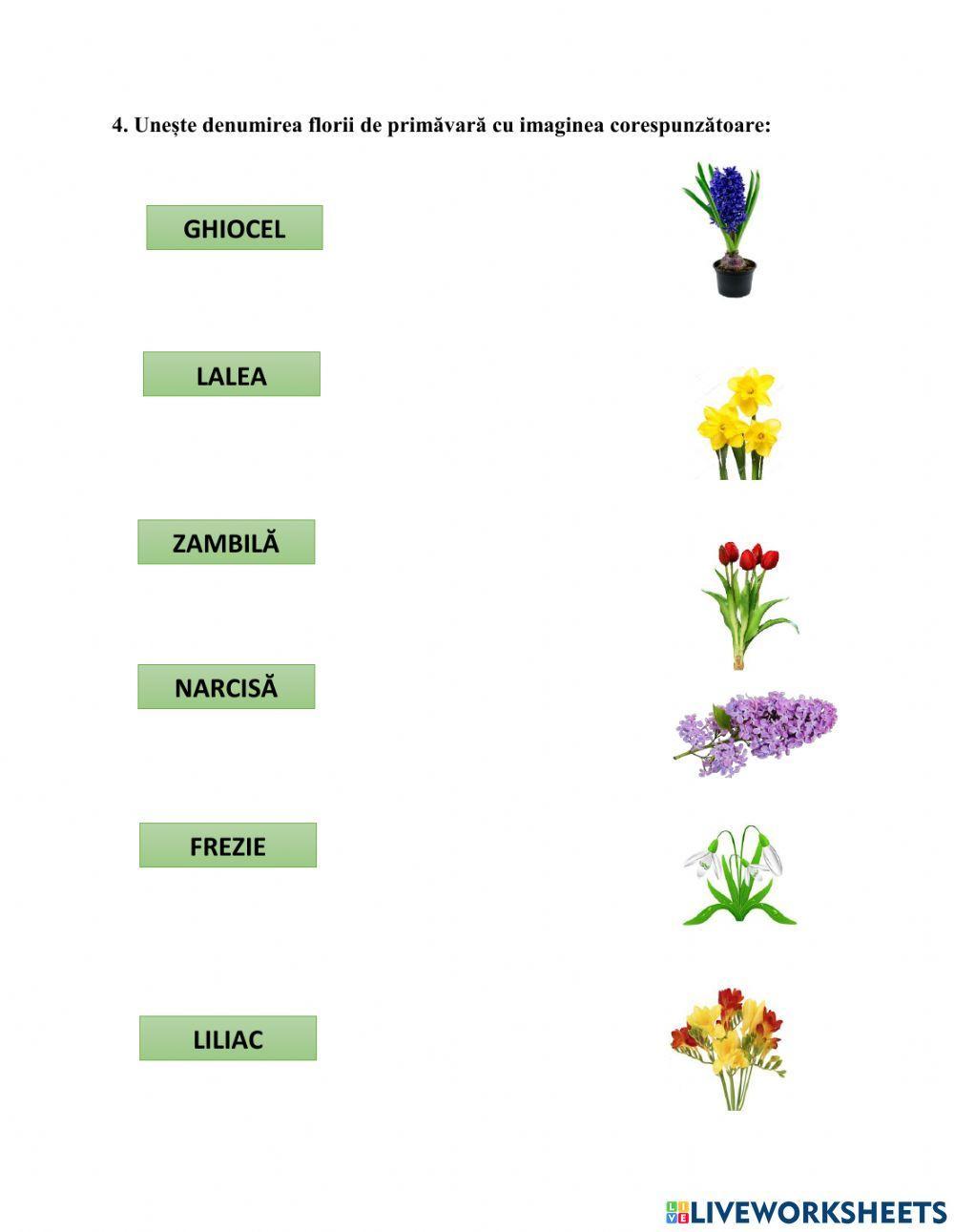 Anotimpul  primăvara