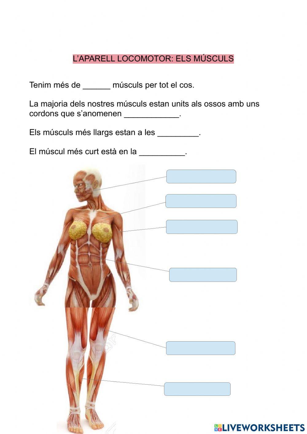 APARELL LOCOMOTOR - OSSOS - MÚSCULS - ARTICULACIONS