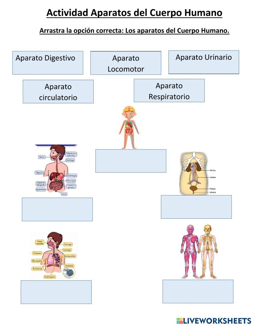 Aparatos del cuerpo humano