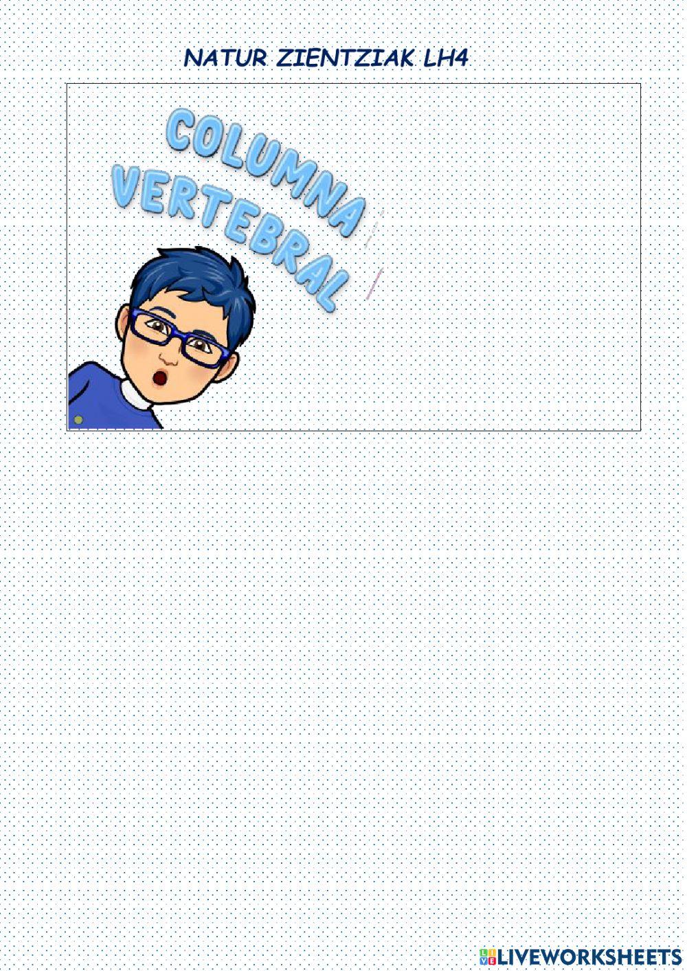 La columna vertebral