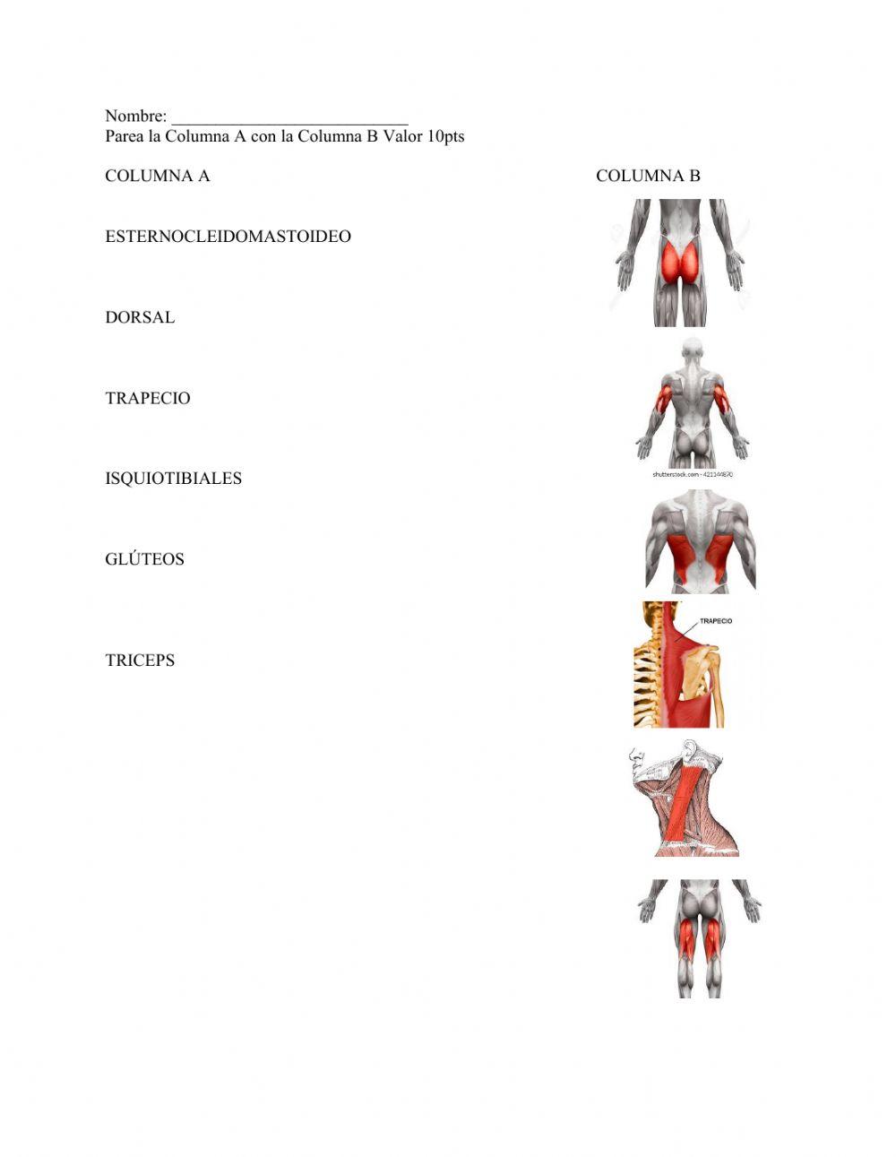 Tipos de Músculos