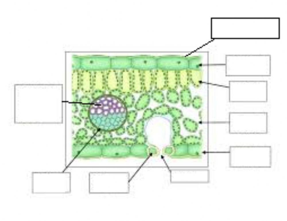 Bab 2: struktur dan fungsi daun