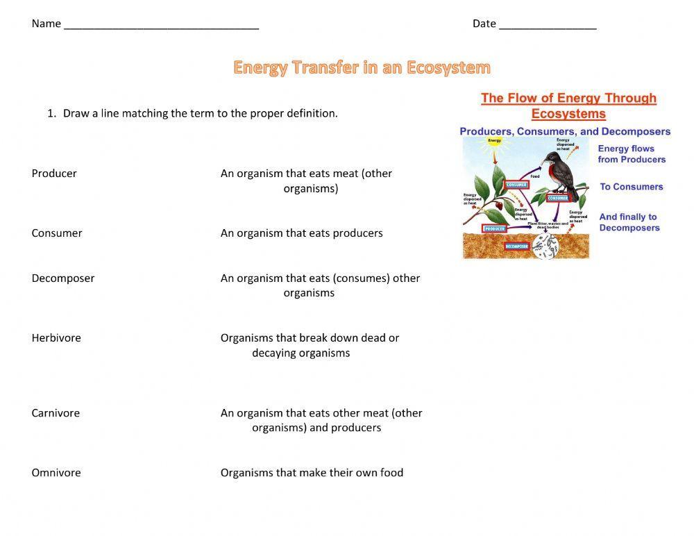 Energy flow in an ecosystem