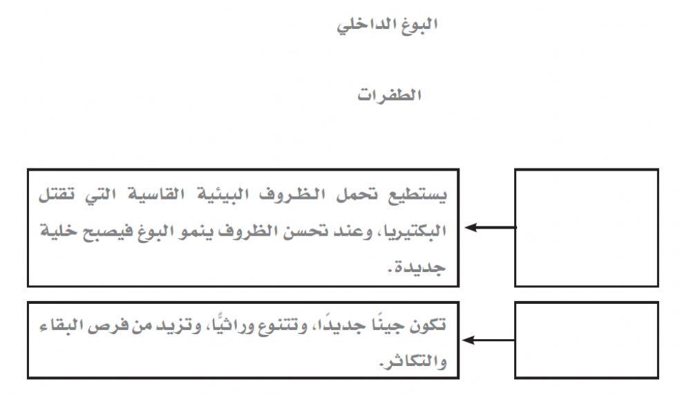 بقاء البكتيريا