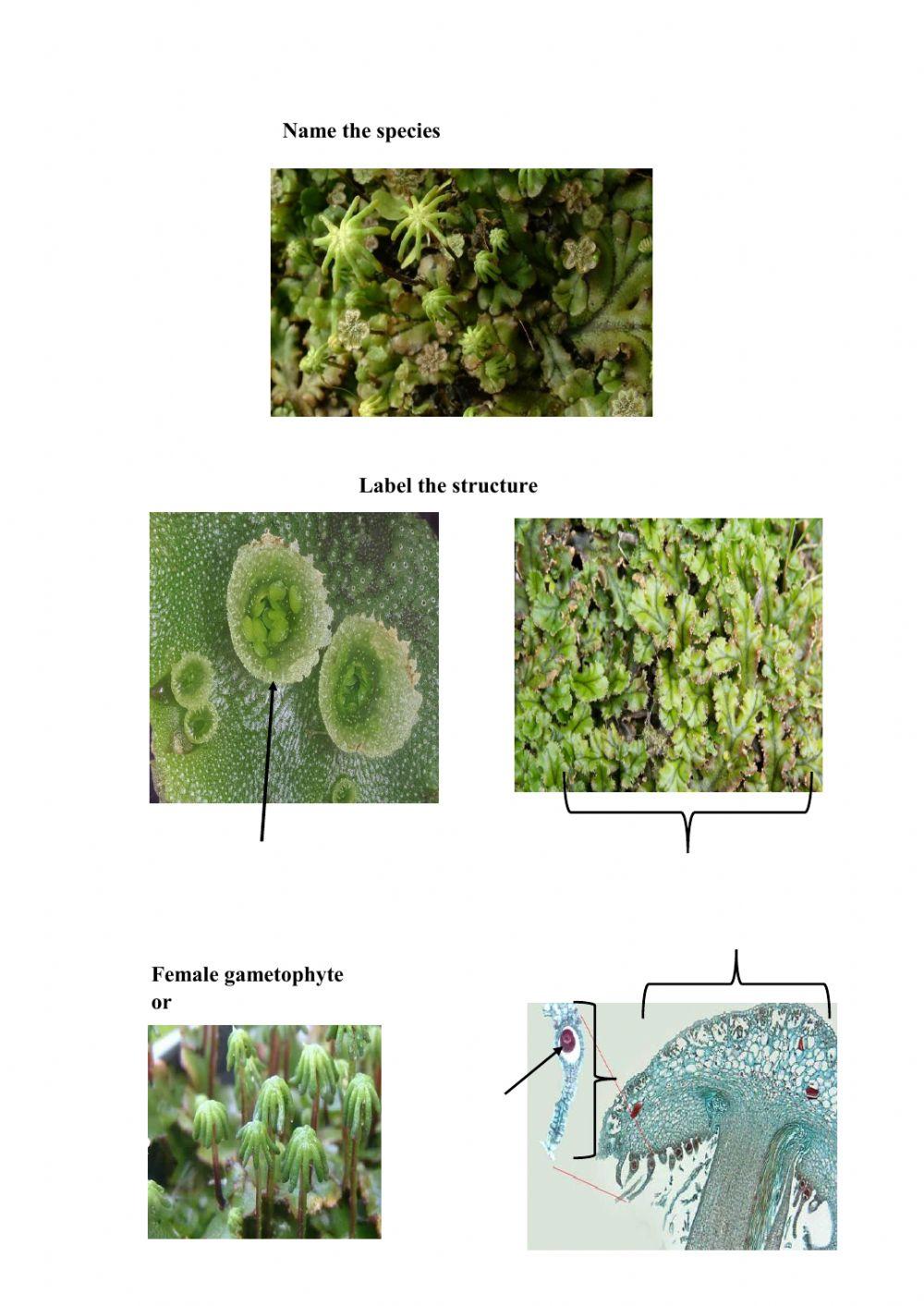 EXPERIMENT 8: PLANT DIVERSITY - BRYOPHYTES AND  PTERIDOPHYTES
