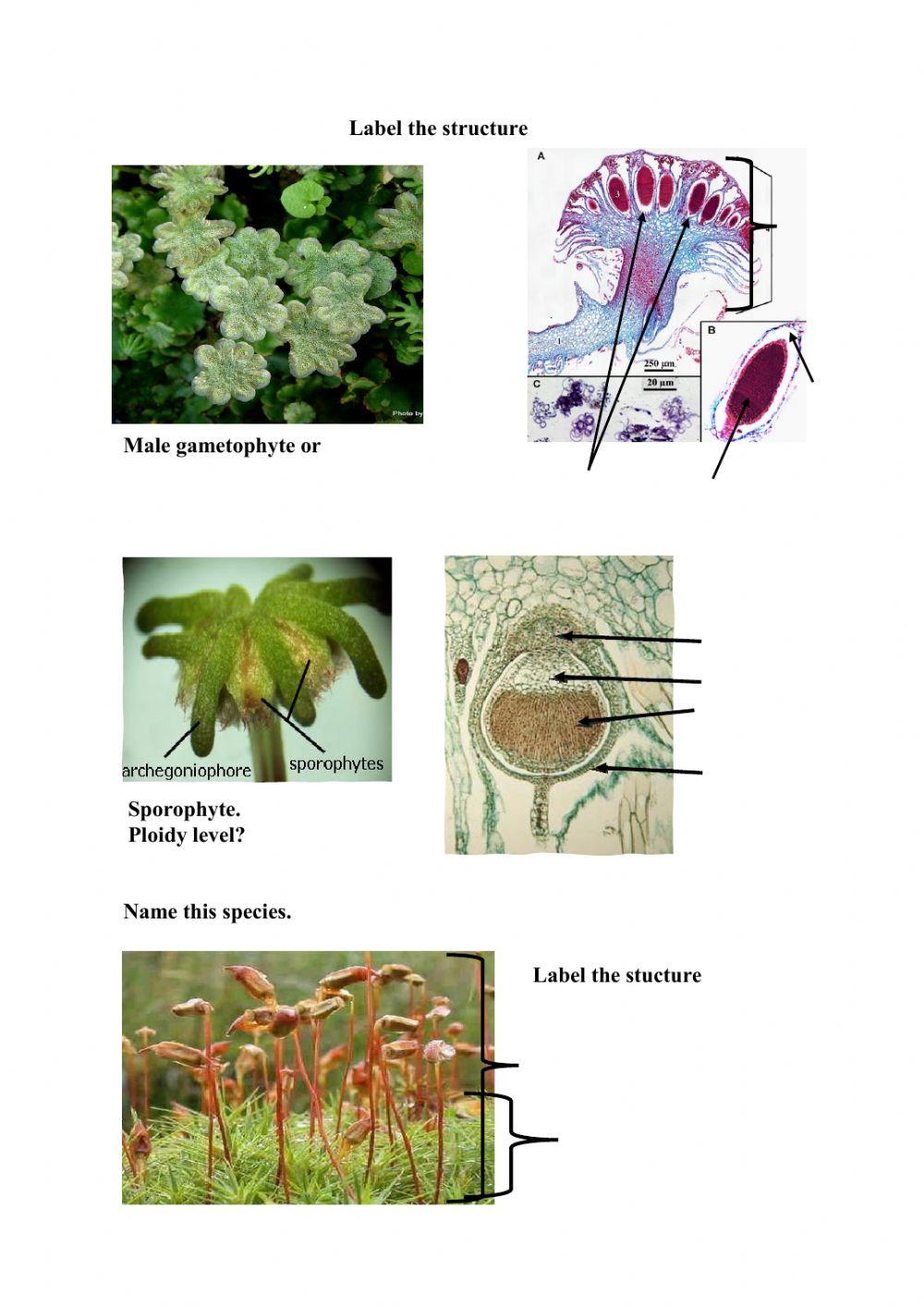 EXPERIMENT 8: PLANT DIVERSITY - BRYOPHYTES AND  PTERIDOPHYTES