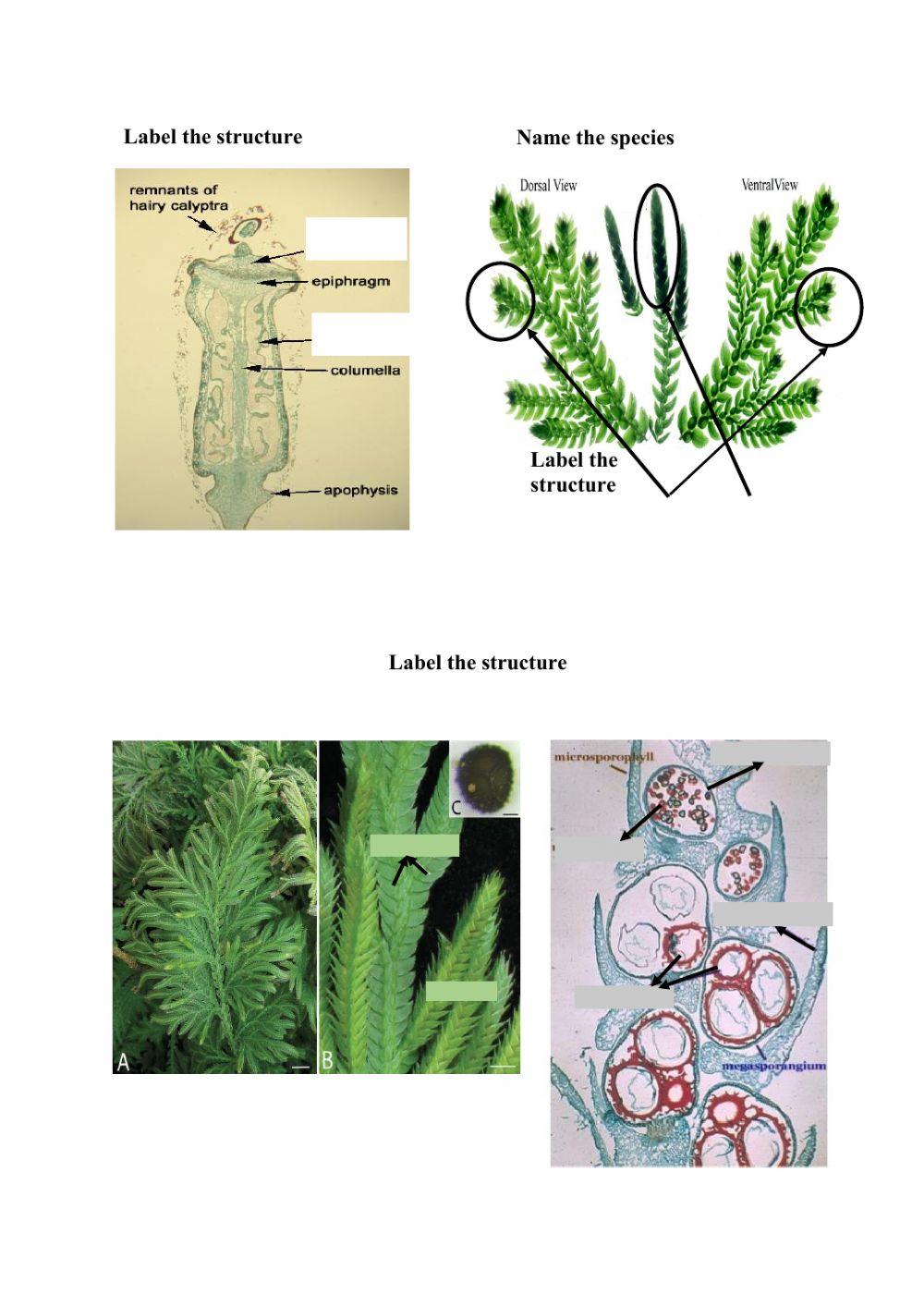 EXPERIMENT 8: PLANT DIVERSITY - BRYOPHYTES AND  PTERIDOPHYTES