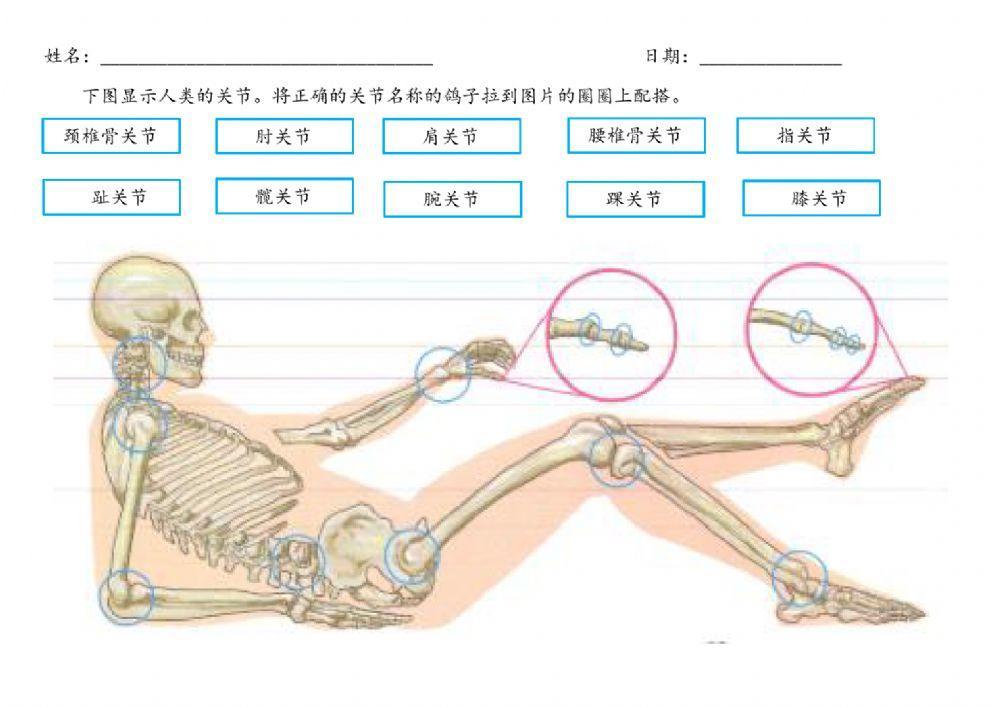 人类的骨骼系统