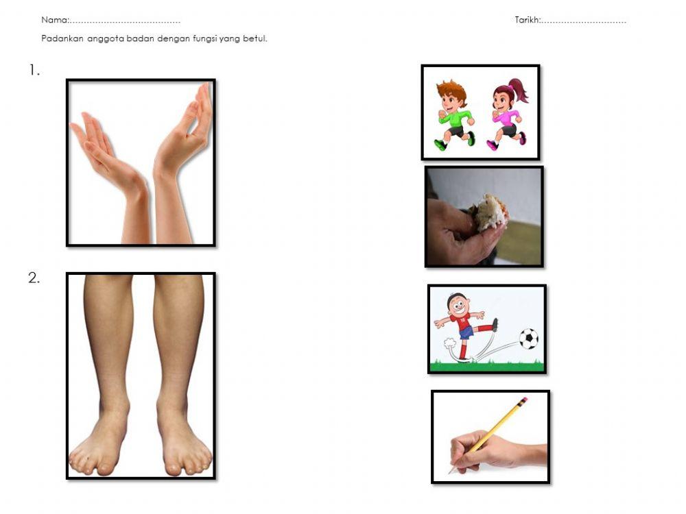 Fungsi tangan dan kaki