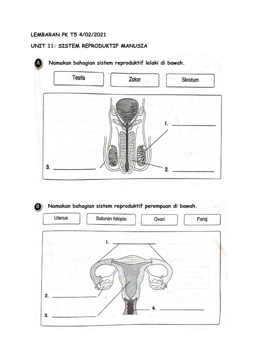 Sistem reproduktif manusia
