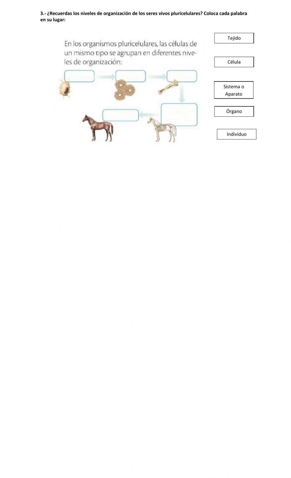 Célula animal y vegetal