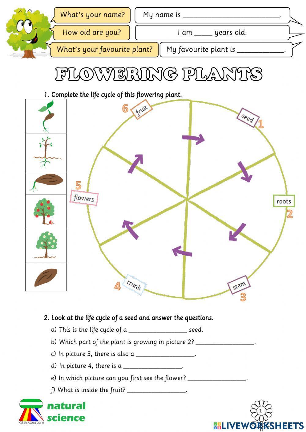 Flowering plants reproduction