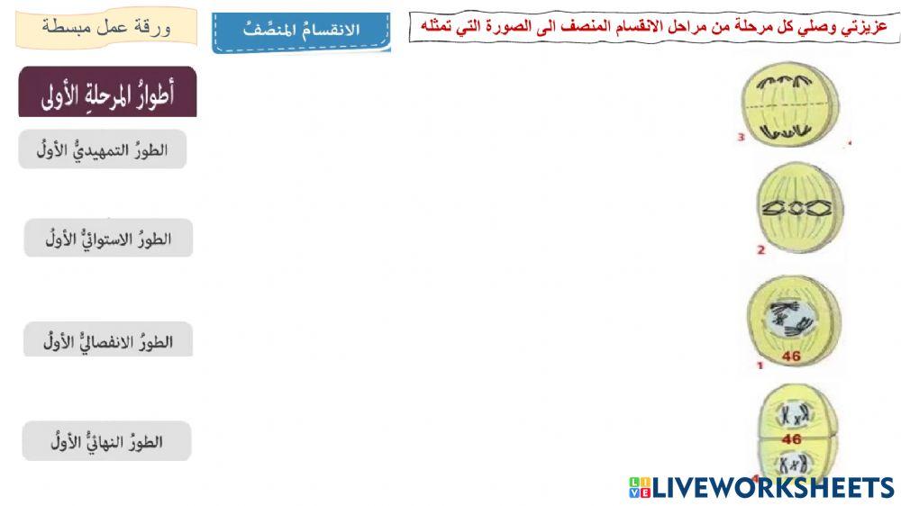 الانقسام المنصف ا