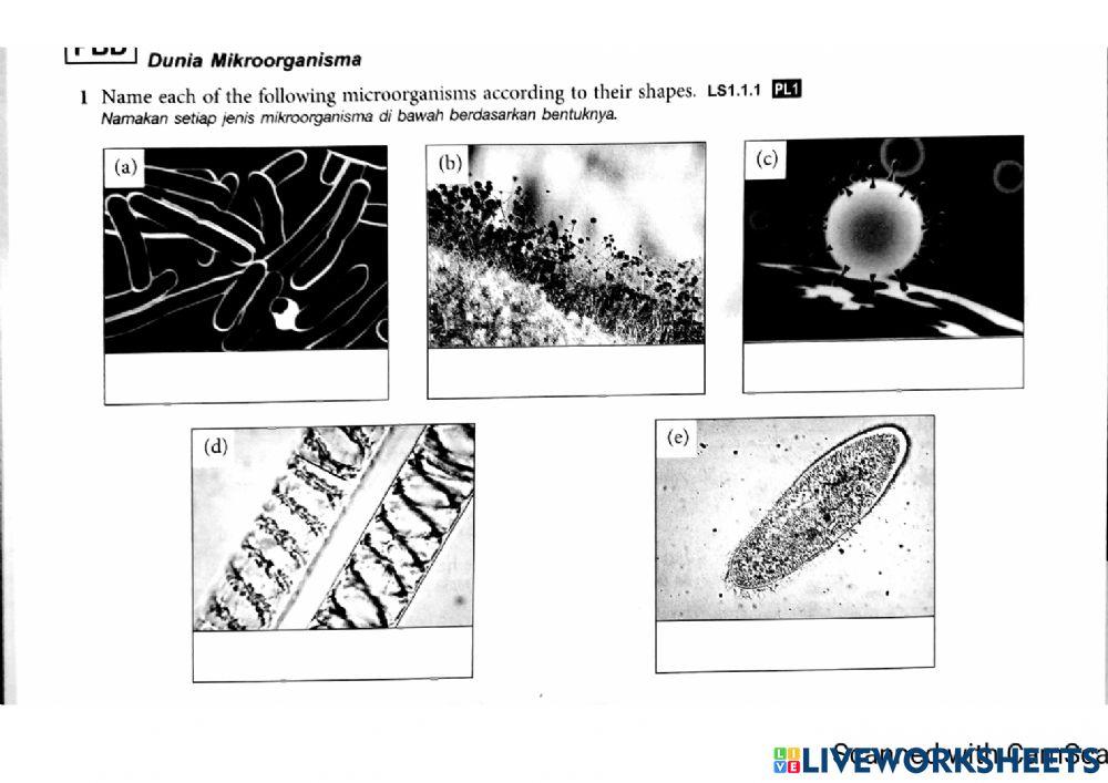 1.1 Dunia Mikroorganisma (1)
