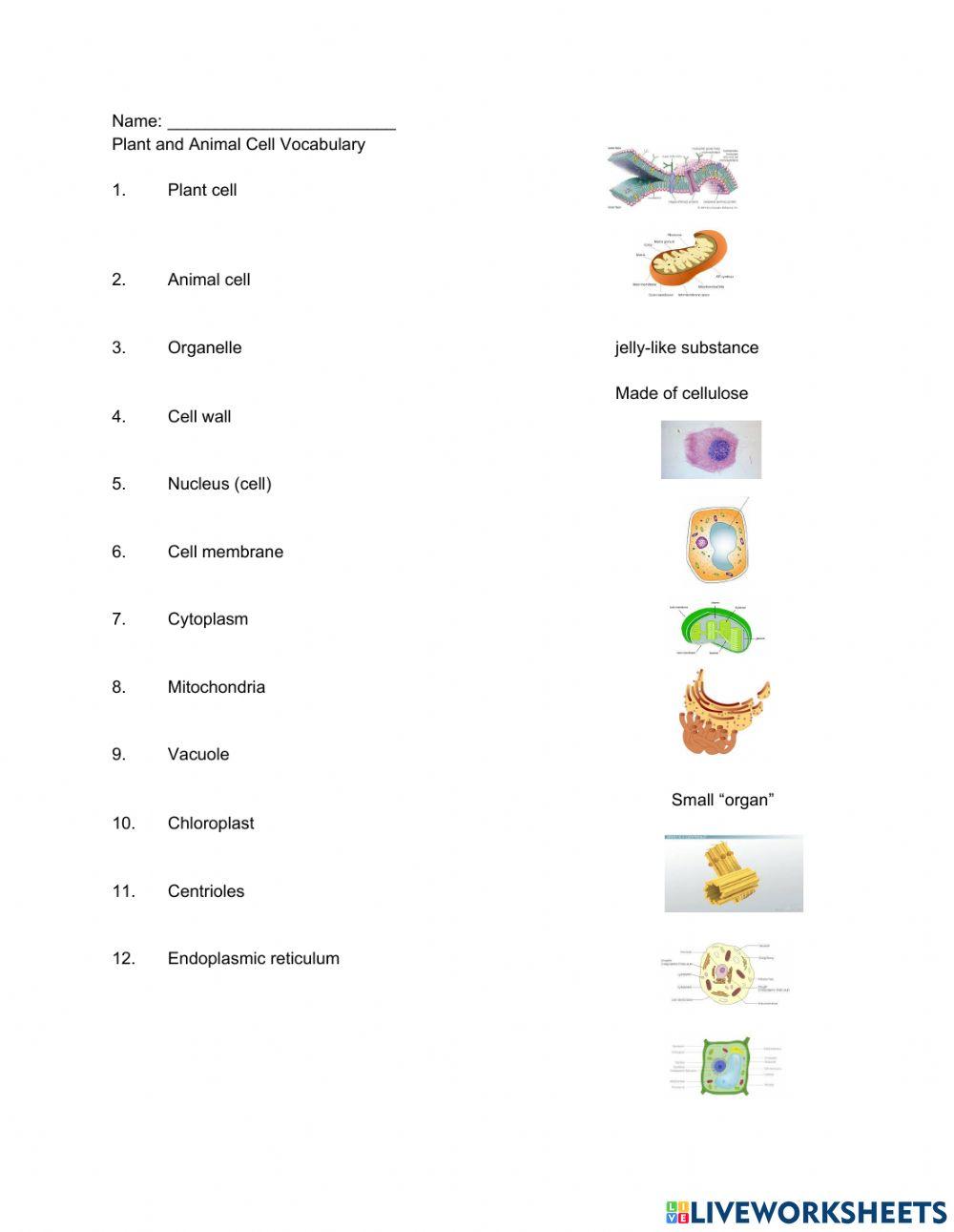 Plant and Animal Cells Vocabulary