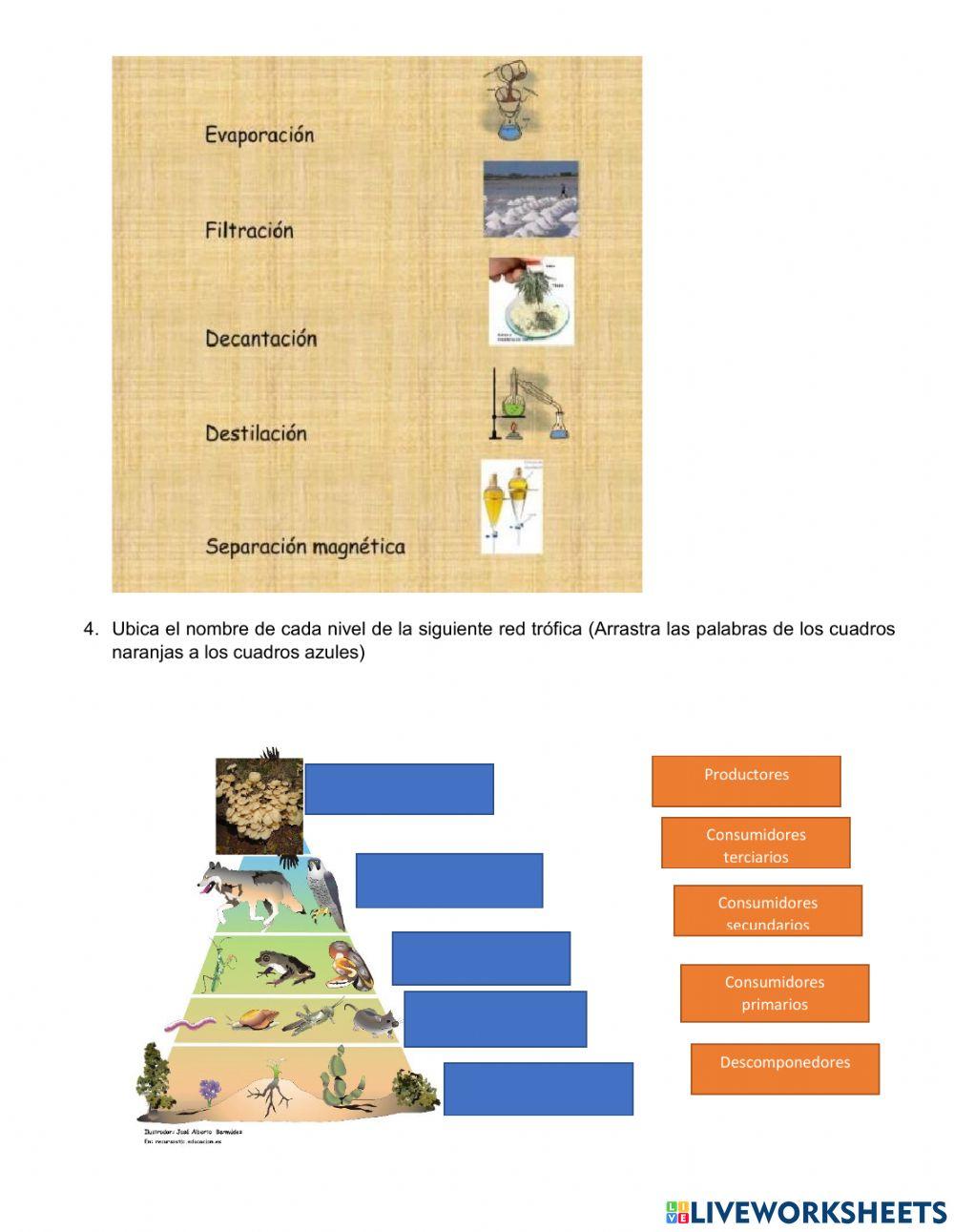Actividad diagnostica grado 5
