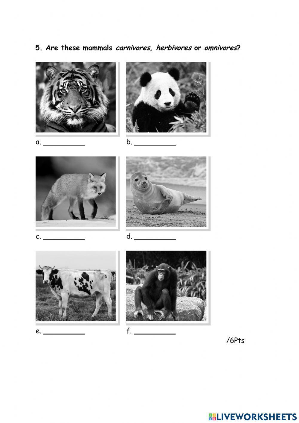 Science P4 Unit 3 invertebrates