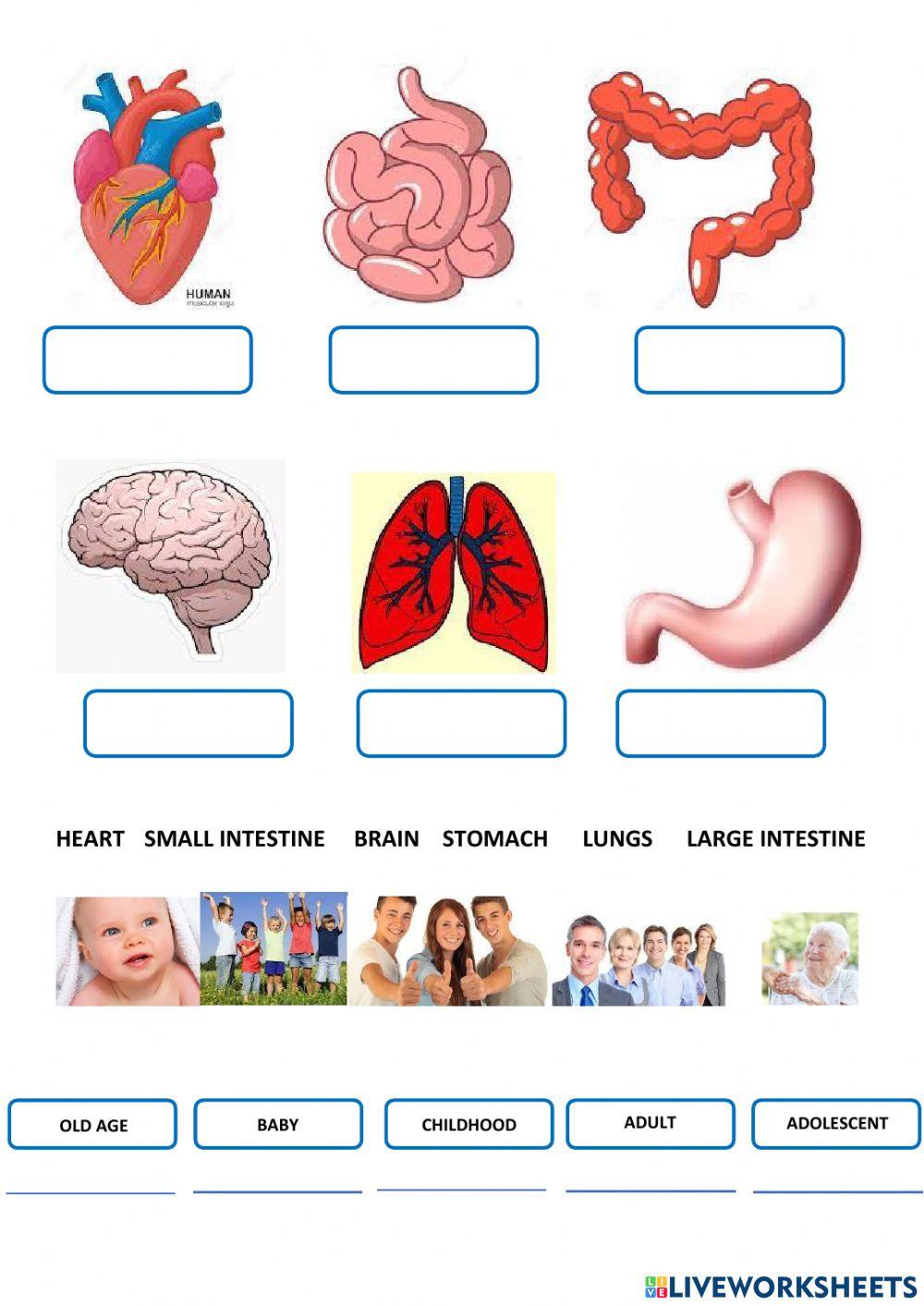 Órganos, partes del cuerpo y edades