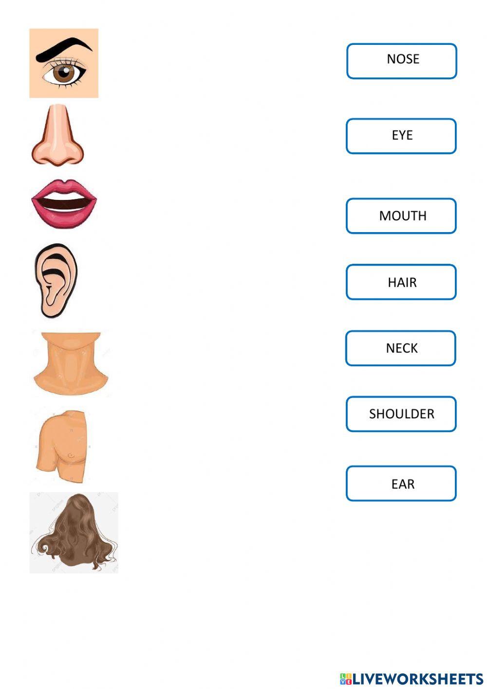 Órganos, partes del cuerpo y edades