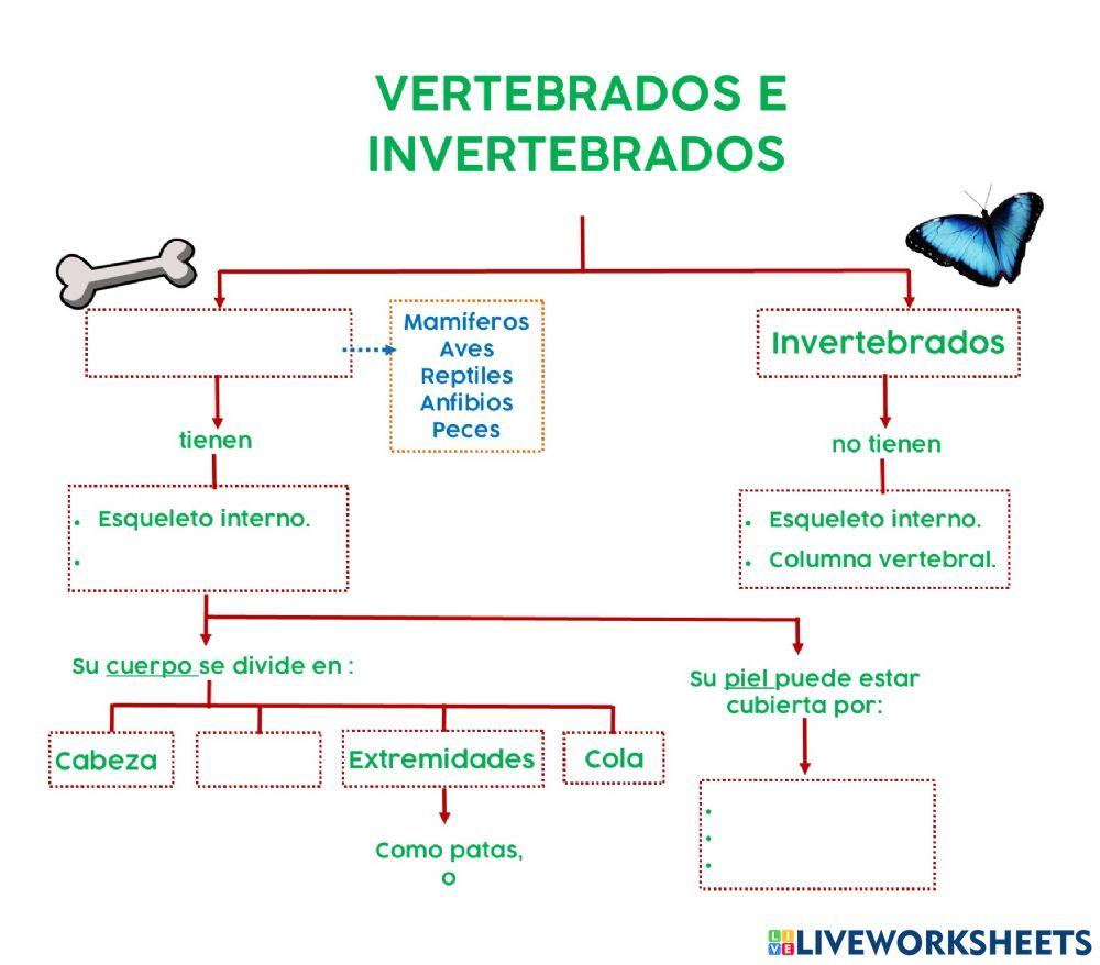 Esquema animales vertebrados-invertebrados