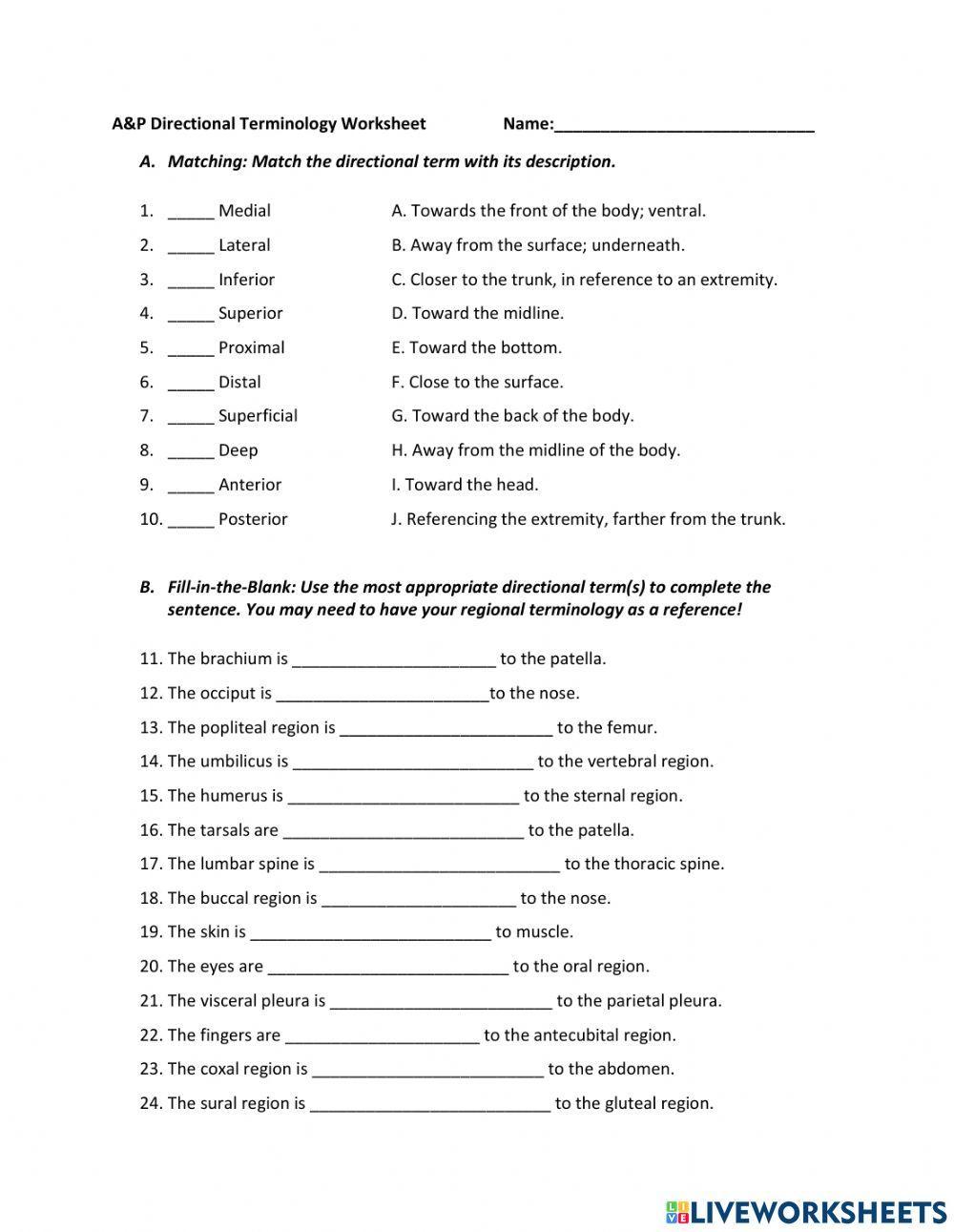 A p Directional Terminology Worksheets Answers A p Directional Terminology Worksheets Answers