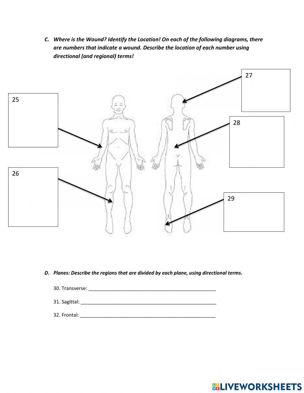 693922 A P Directional Terminology Worksheet Jordana