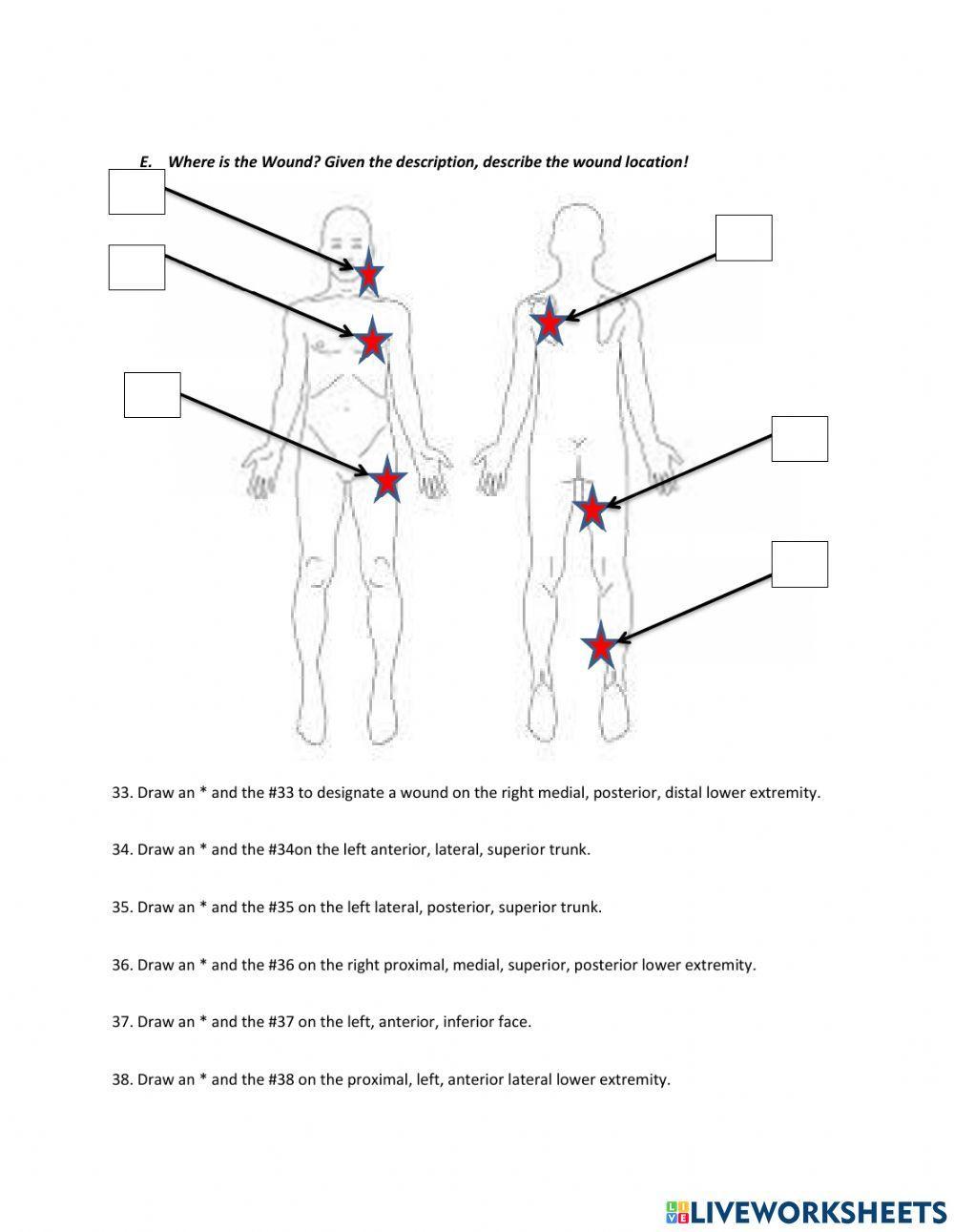 693922 A P Directional Terminology Worksheet Jordana