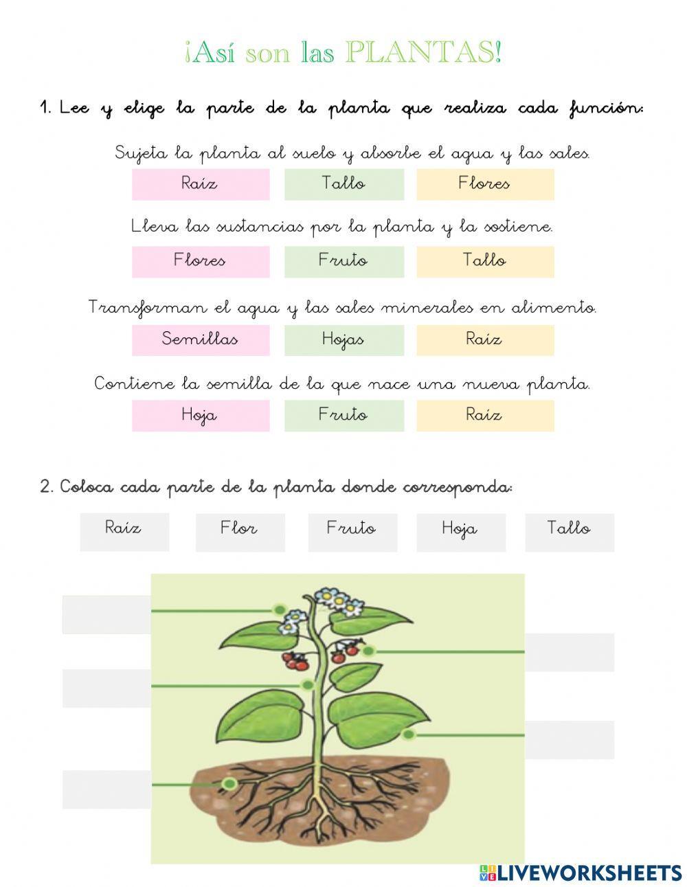 ¡Así son las plantas!