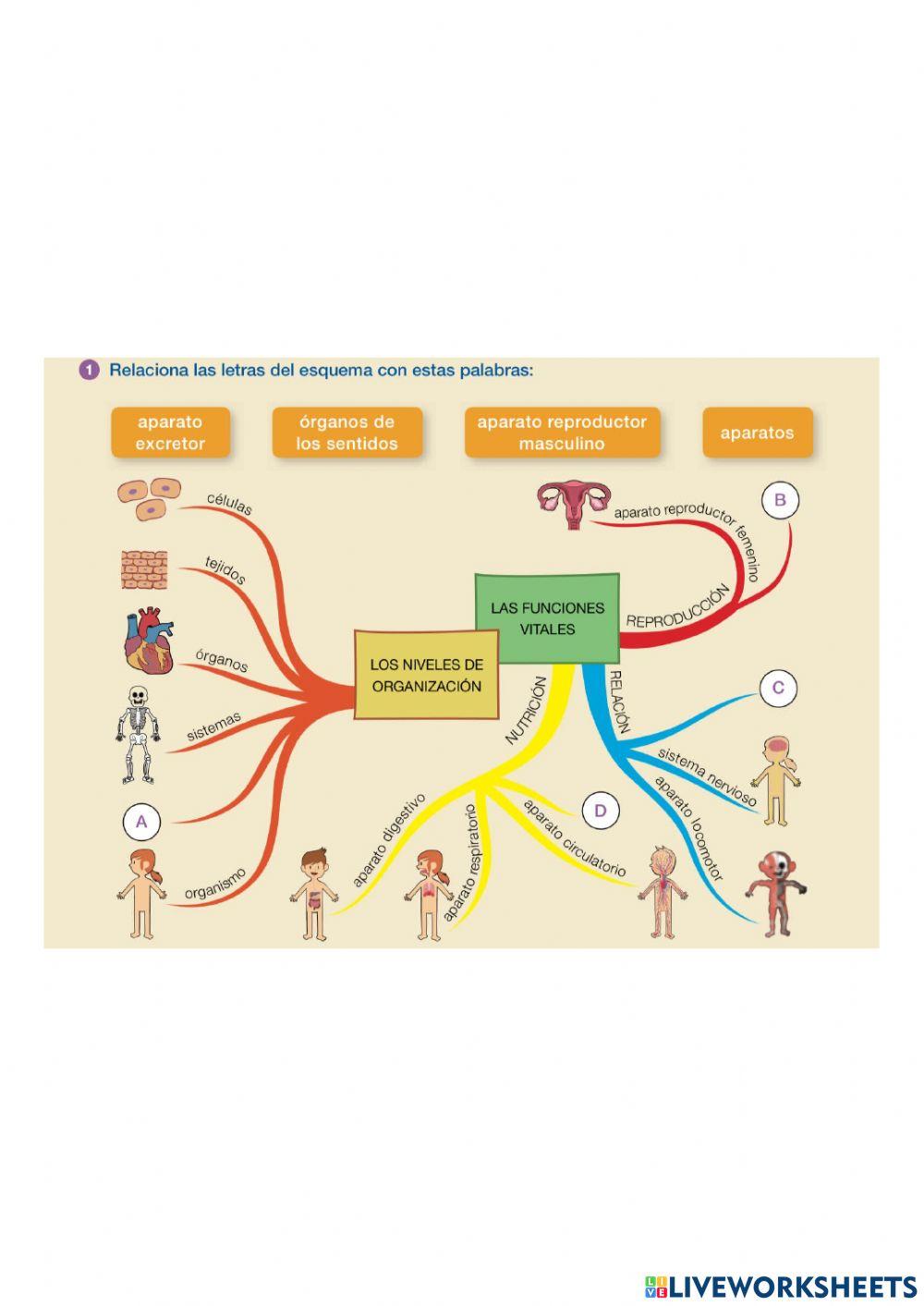 Los aparatos del cuerpo esquema