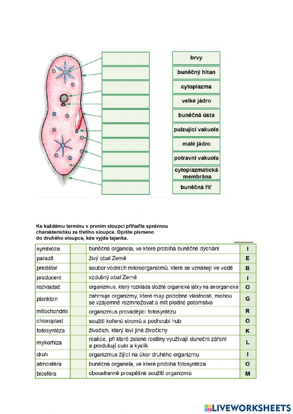 Př 6 - buňka, viry, bakterie, prvoci