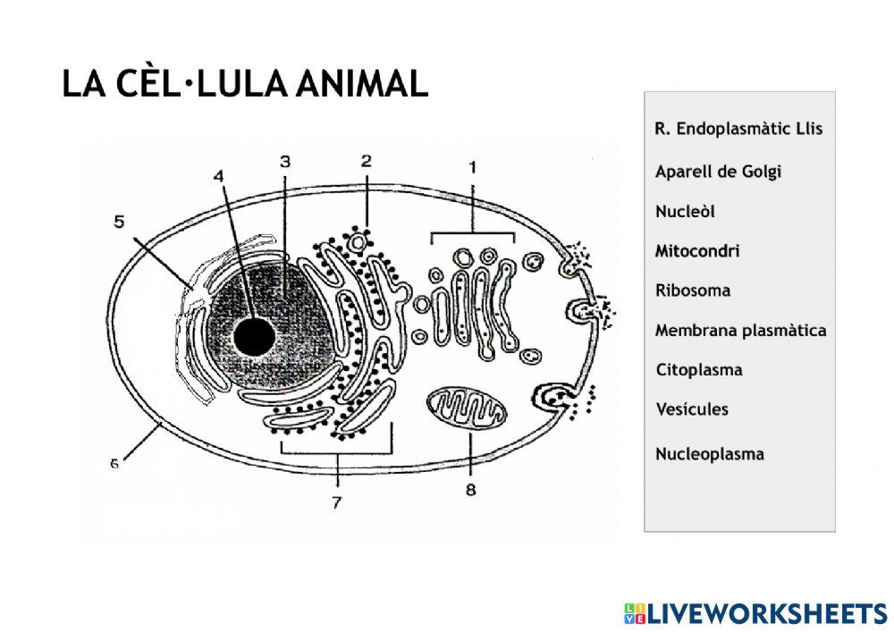 La cèl·lula animal