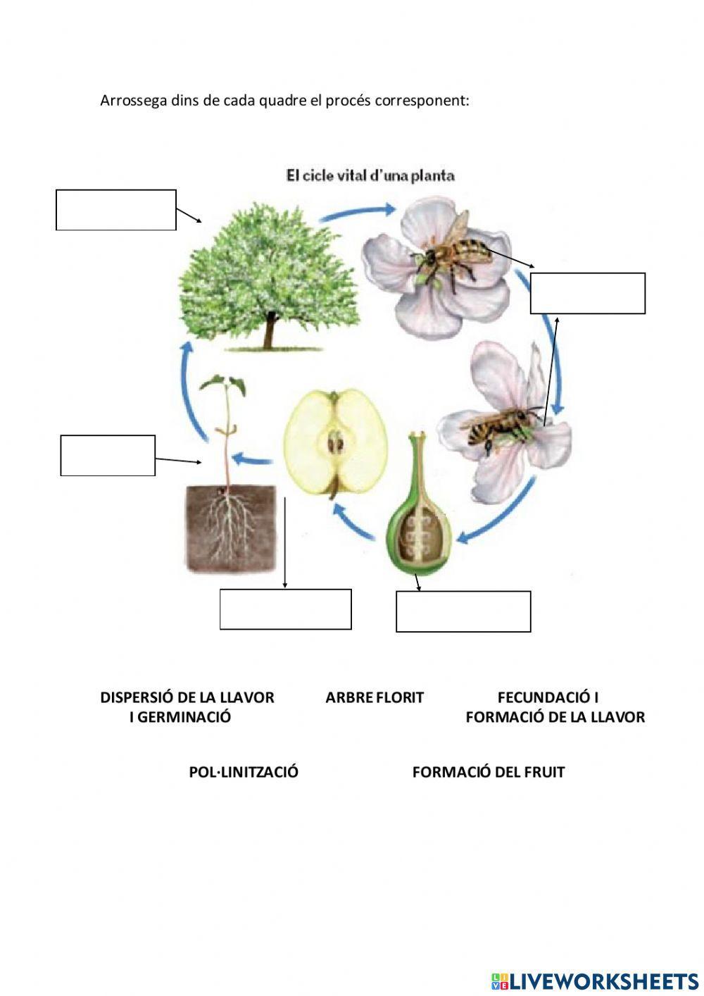 Cicle vital de les angiospermes