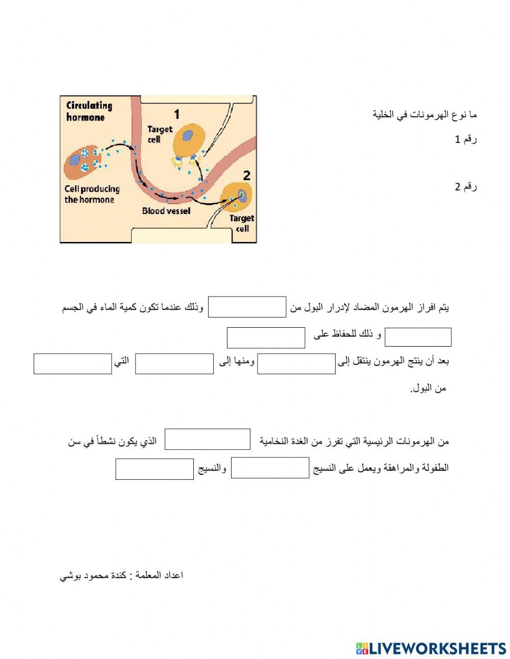 الغدد الصماء
