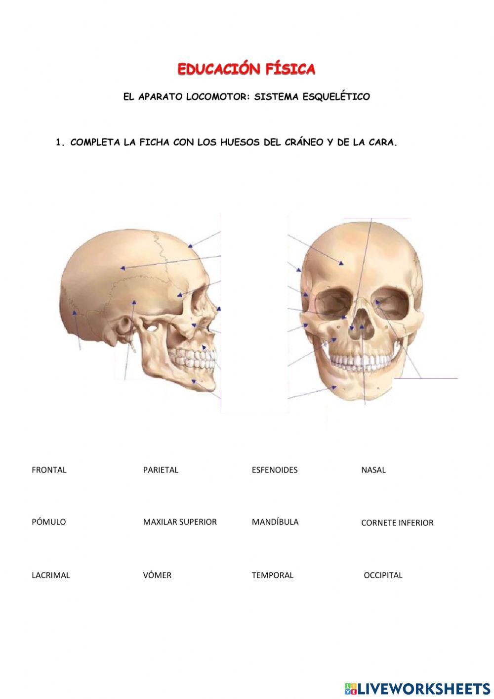 Los huesos del cráneo