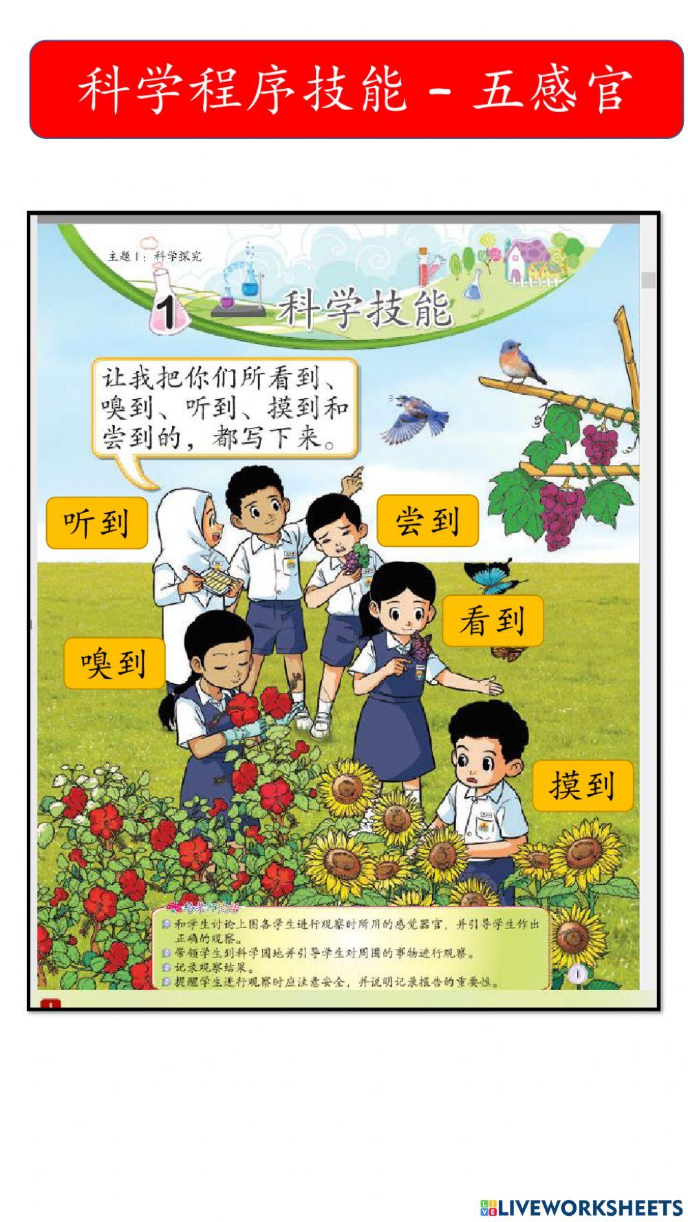 一年级科学程序技能 - 观察，沟通