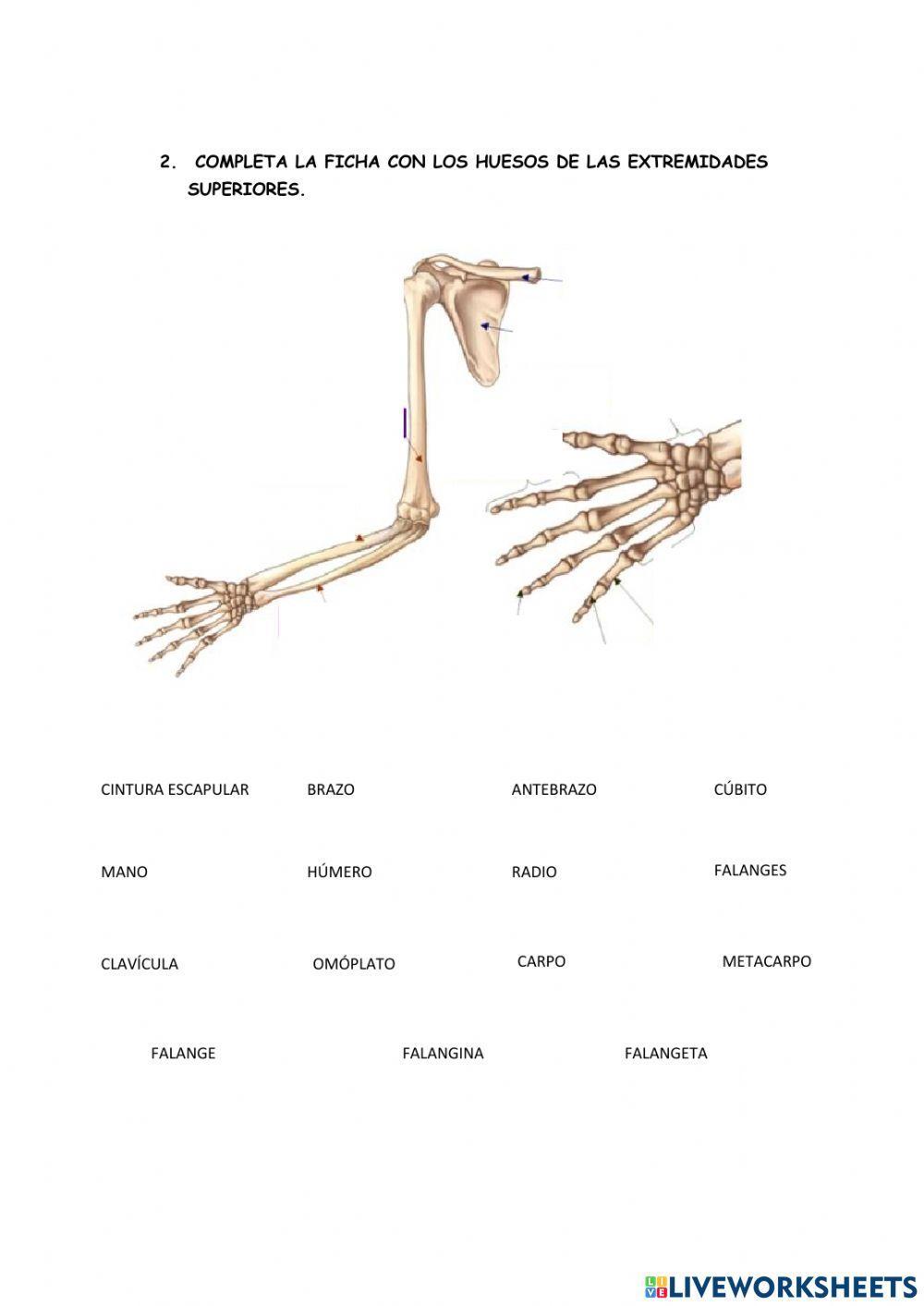 Huesos del tronco y las extremidades