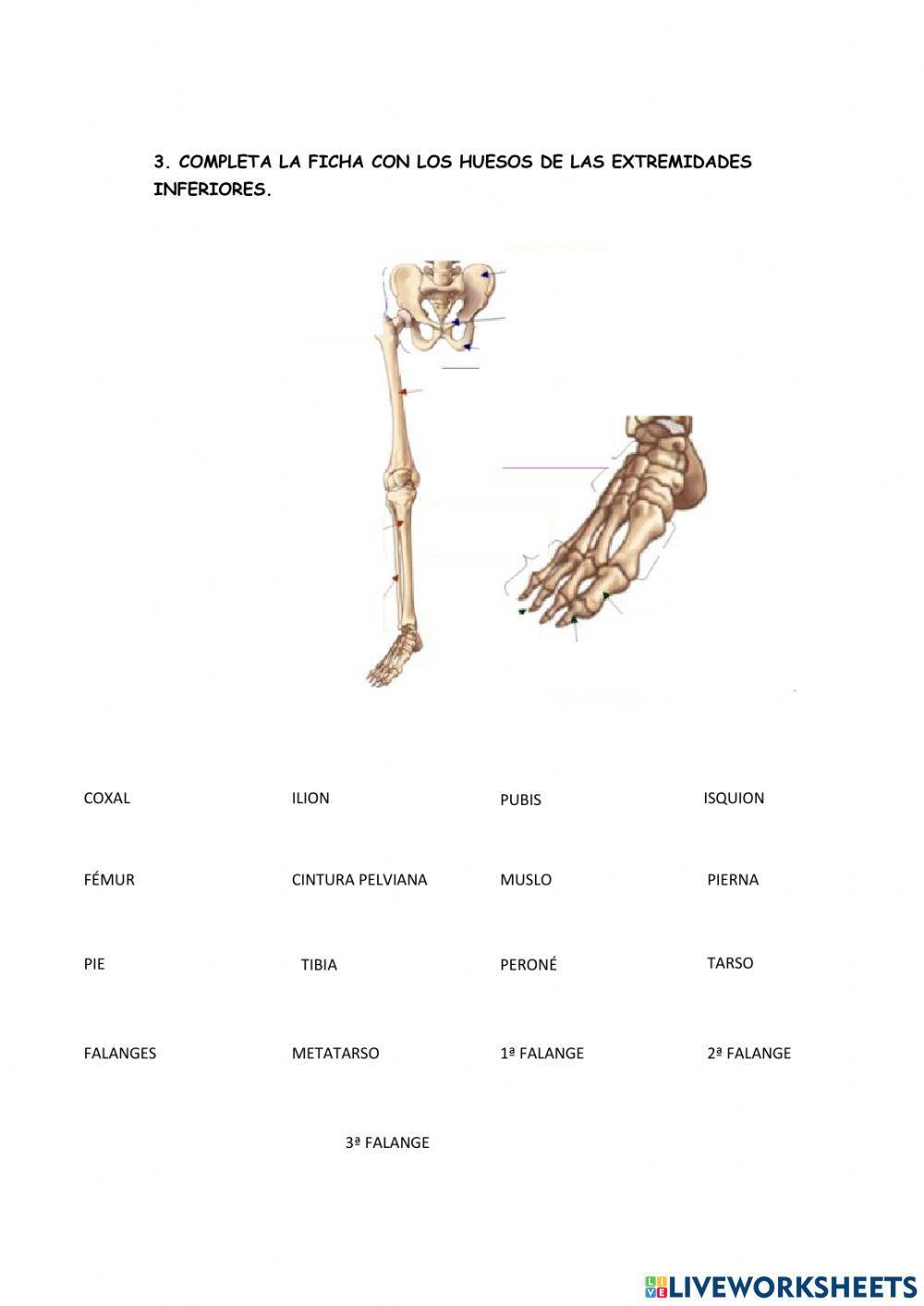 Huesos del tronco y las extremidades