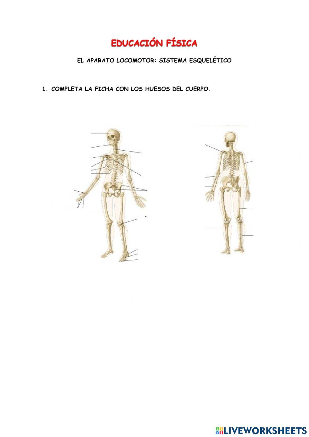 Los huesos del cuerpo